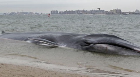 http://abcnews.go.com/US/wireStory/ailing-whale-washes-ashore-york-city-beach-18069597#.UNuMxomLL5I
