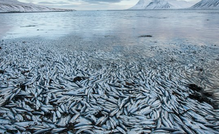http://www.dailymail.co.uk/news/article-2273992/The-herring-apocalypse-Fish-worth-millions-exports-die-Icelandic-lake-building-work-starves-oxygen.html#axzz2K5Hk9qIE
