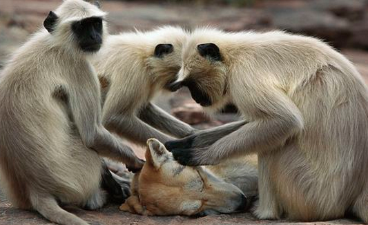http://www.dailymail.co.uk/news/article-2282274/Care-monkey-massage-Grey-langurs-spotted-treating-wild-dog-grooming-session-India.html