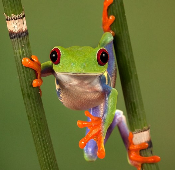 http://www.dailymail.co.uk/news/article-2299468/Tree-frog-shows-incredible-colours-hopping-mad-envy.html