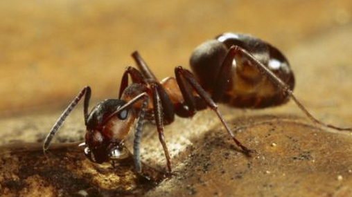 http://www.dailymail.co.uk/sciencetech/article-2308587/Red-wood-ants-Now-ant-icipation-German-insects-able-sense-earthquake-hits.html