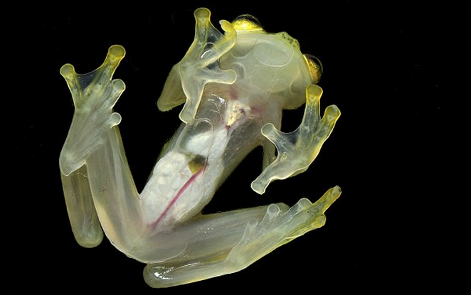 http://www.dailymail.co.uk/news/article-2307826/The-glass-frog-leaving-predators-hopping-mad-disappearing-act.html