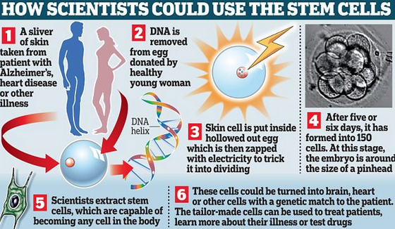 http://www.dailymail.co.uk/sciencetech/article-2324970/New-spectre-cloned-babies-Scientists-create-embryos-lab-grow-term.html