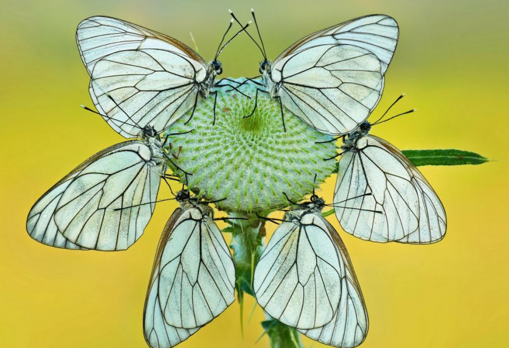 http://www.dailymail.co.uk/news/article-2372495/The-beautiful-butterflies-look-like-exotic-plants-descend-flowers-feed.html