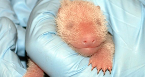 http://abcnews.go.com/US/wireStory/mei-xiang-dc-panda-birthed-live-cub-stillborn-20056847