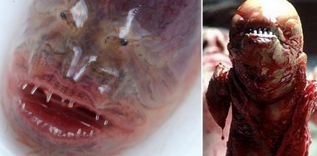 http://www.dailymail.co.uk/sciencetech/article-2416016/Rare-purple-eel-goby-resembles-Alien-films-parasitic-chestburster-spotted-China.html
