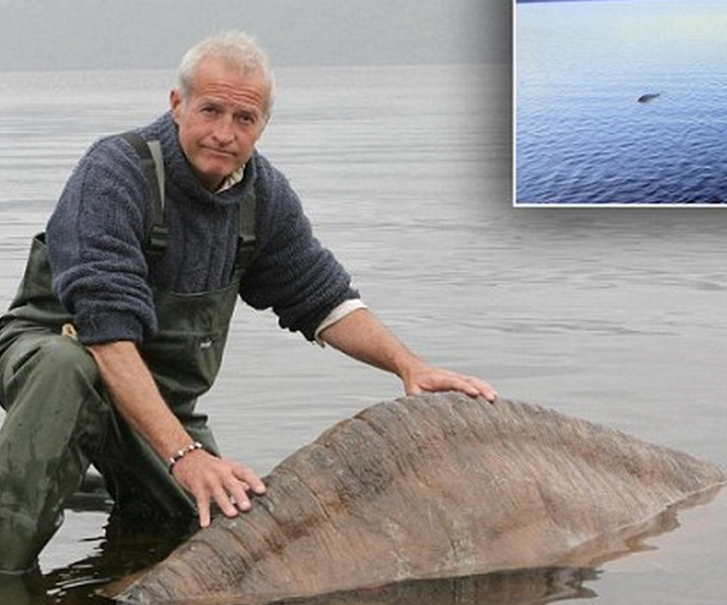 http://www.dailymail.co.uk/news/article-2443613/Its-fake-Skipper-took-convincing-Loch-Ness-Monster-photograph-admits-hoax.html