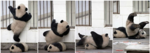 http://www.dailymail.co.uk/news/article-2488465/Panda-making-break-Chinese-enclosure--ends-taking-tumble.html