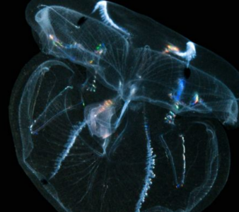 http://www.dailymail.co.uk/sciencetech/article-2639831/The-alien-backyard-Researchers-sea-creature-unique-brain-regrow-four-days.html