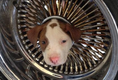 http://www.dailymail.co.uk/news/article-2665803/I-wheely-help-Playful-puppy-gets-head-trapped-middle-shiny-rim-eventually-freed-cooking-oil.html