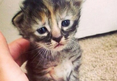 http://abcnews.go.com/Lifestyle/Pets/photos/baby-animals-3351912/image-kitty-purrmanently-sad-24491858