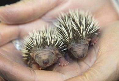 http://www.dailymail.co.uk/news/article-2709738/Helping-hand-Adorable-hoglets-length-one-finger-cling-life-abandoned.html