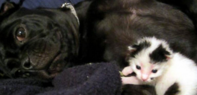 http://abcnews.go.com/Lifestyle/dog-saves-life-newborn-kitten-now-siblings/story?id=25086858